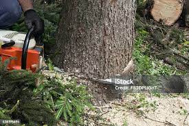 Reliable West Allis, WI Tree Removal Solutions