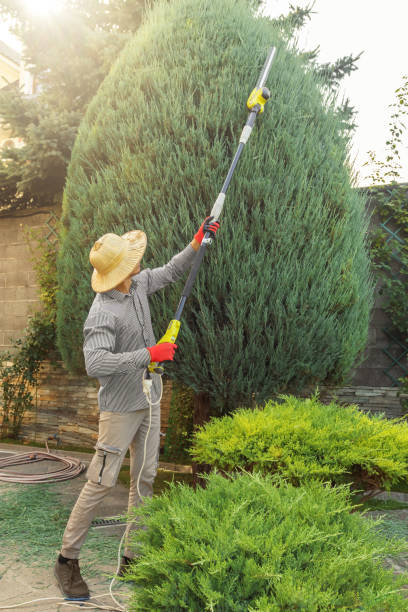 Best Palm Tree Trimming  in West Allis, WI
